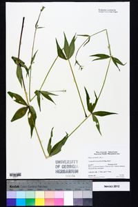 Silene stellata image