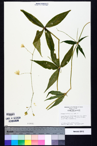 Silene stellata image