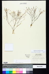 Stipulicida setacea var. setacea image