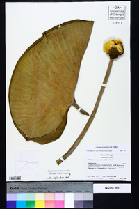 Nuphar advena subsp. orbiculata image