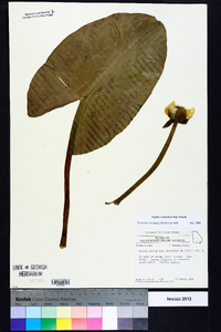 Nuphar advena image