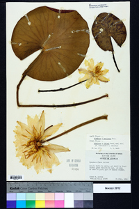 Nymphaea mexicana image