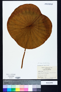 Nelumbo lutea image