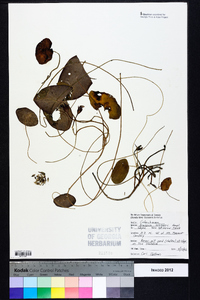 Brasenia schreberi image