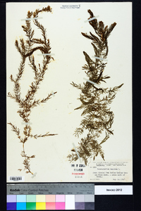 Ceratophyllum demersum image