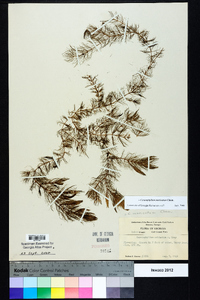 Ceratophyllum muricatum image