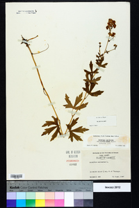 Aconitum uncinatum image