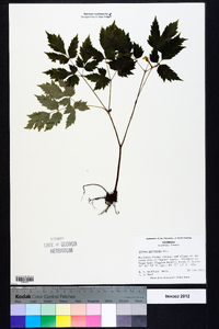 Actaea pachypoda image