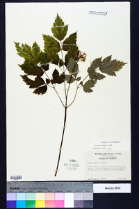 Actaea pachypoda image