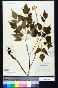 Actaea pachypoda image