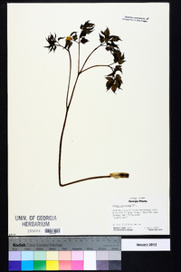 Actaea pachypoda image