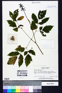 Actaea pachypoda image