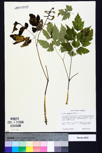 Actaea pachypoda image