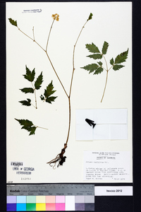 Actaea pachypoda image