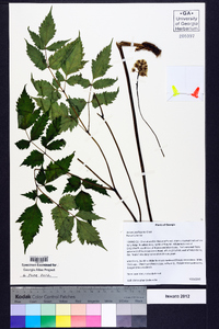 Actaea pachypoda image