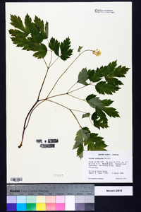 Actaea pachypoda image