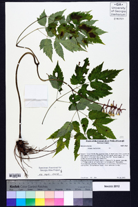 Actaea pachypoda image