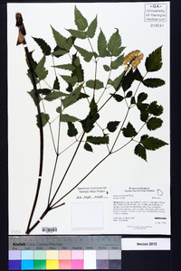 Actaea pachypoda image