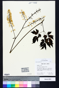 Actaea podocarpa image