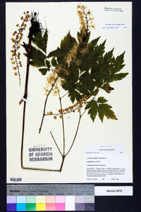 Actaea podocarpa image