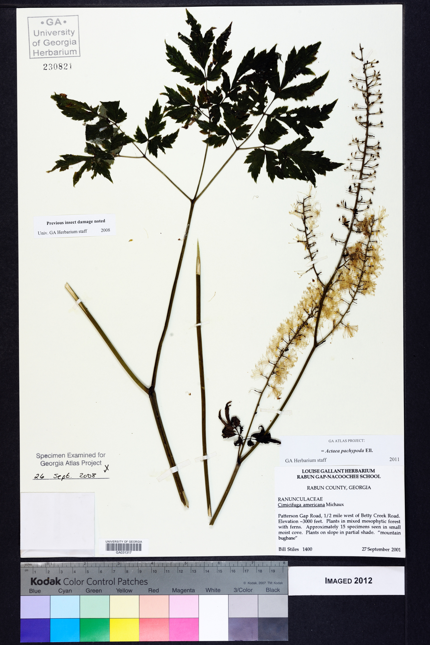 Actaea podocarpa image