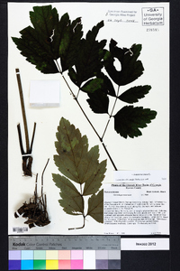 Actaea racemosa image