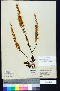 Actaea racemosa image