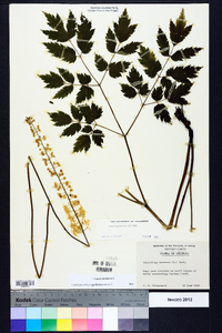 Actaea racemosa image