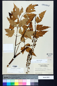 Actaea racemosa image