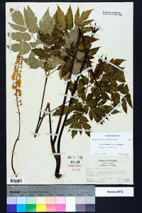 Actaea racemosa image