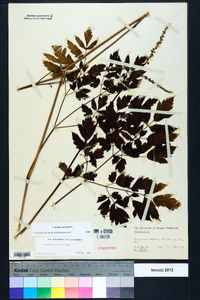 Actaea racemosa image