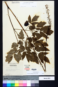 Actaea racemosa image