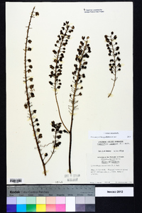 Actaea racemosa image