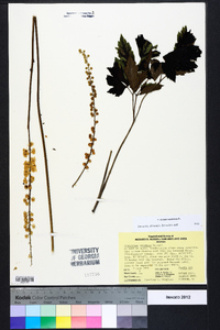 Actaea racemosa image