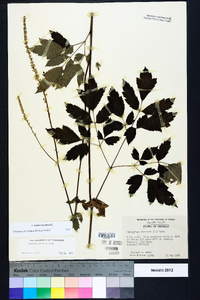 Actaea racemosa image