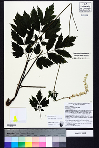 Actaea racemosa image