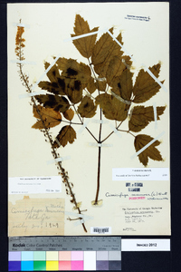 Actaea racemosa image