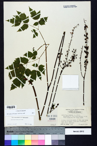 Actaea racemosa image