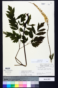 Actaea racemosa image