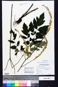 Actaea racemosa image