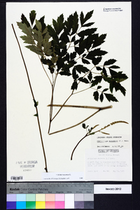 Actaea racemosa image