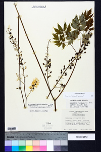 Actaea racemosa image