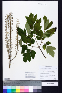 Actaea racemosa image