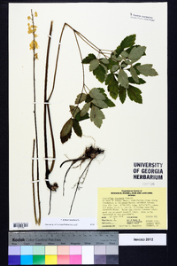 Actaea racemosa image