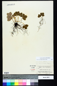 Anemone americana image