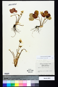 Anemone americana image