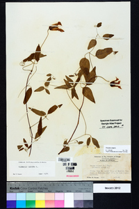 Clematis crispa image