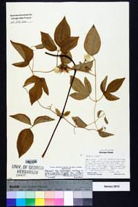 Clematis crispa image