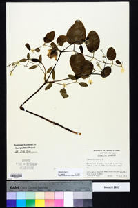 Clematis crispa image