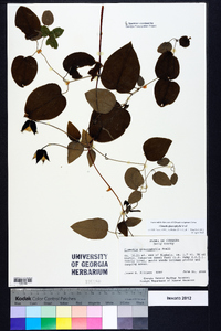 Clematis glaucophylla image